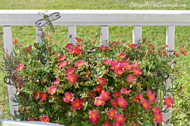 Purslane in bloom | cottage at the crossroads