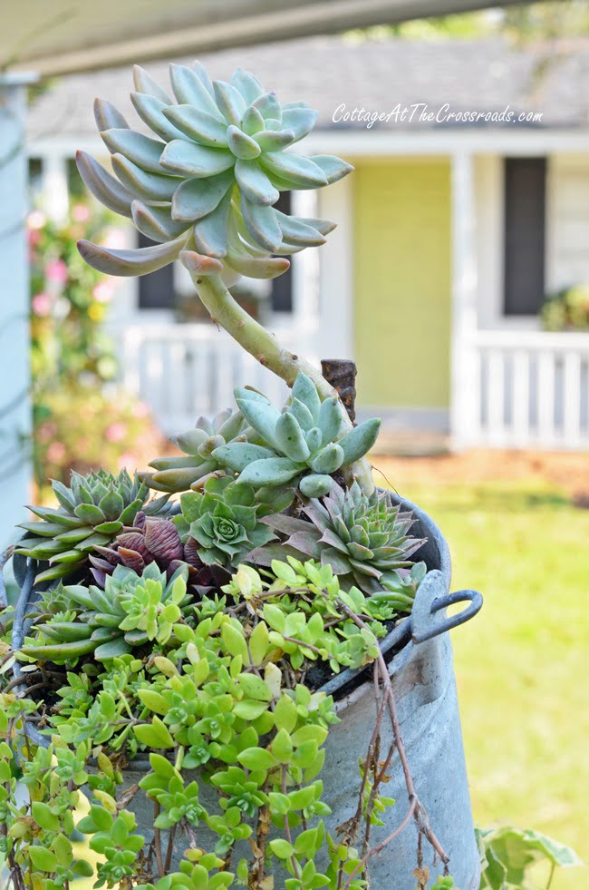 Topsy Turvy Galvanized Buckets - Cottage at the Crossroads