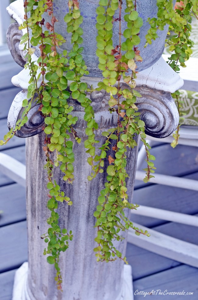 Creeping jenny | cottage at the crossroads