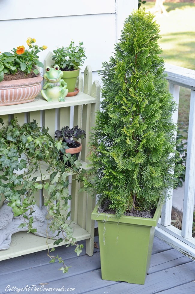 Cedar tree in a container | cottage at the crossroads