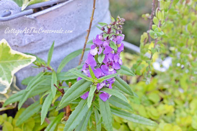 Topsy Turvy Buckets on the Deck - Cottage at the Crossroads