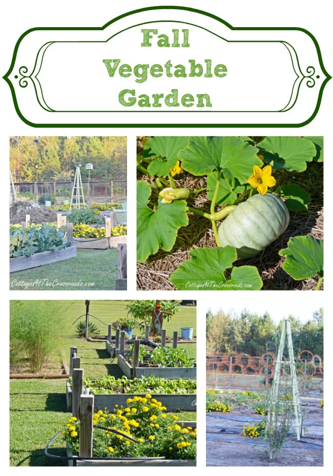 Fall vegetable garden | cottage at the crossroads