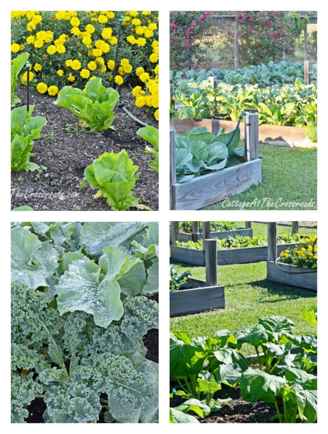 Fall vegetables in raised beds | cottage at the crossroads