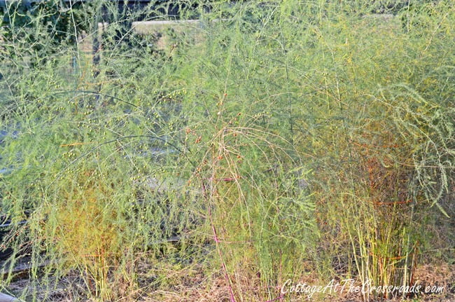 Asparagus growing in the fall vegetable garden | cottage at the crossroads