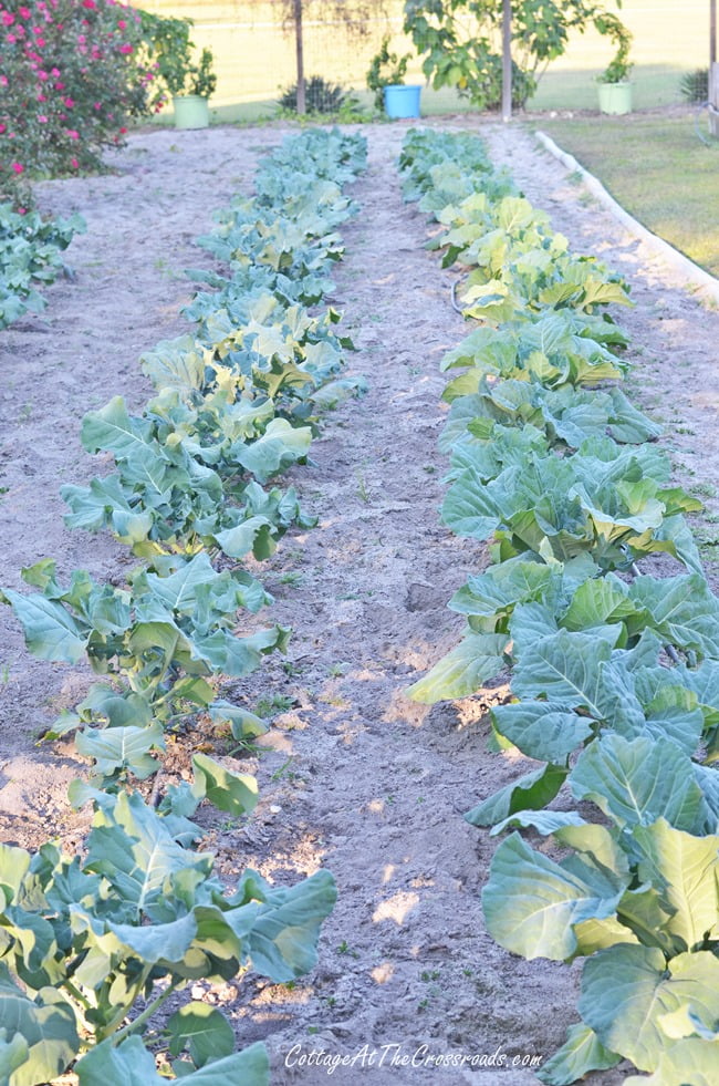 Collards and broccoli growing in the fall vegetable garden | cottage at the crossroads