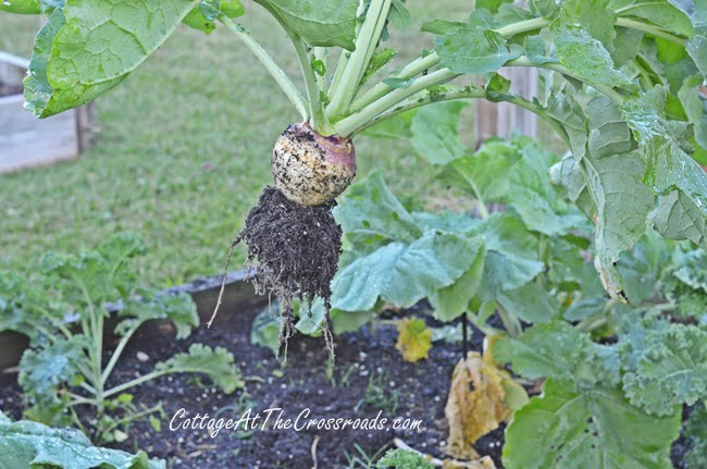 Rutabaga in the fall vegetable garden | cottage at the crossroads