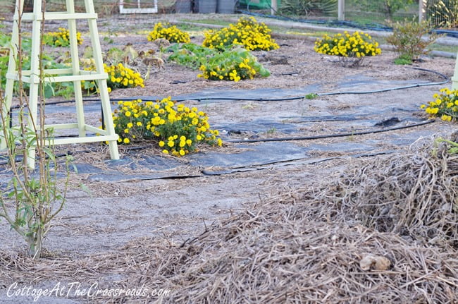 Fall vegetable garden | cottage at the crossroads