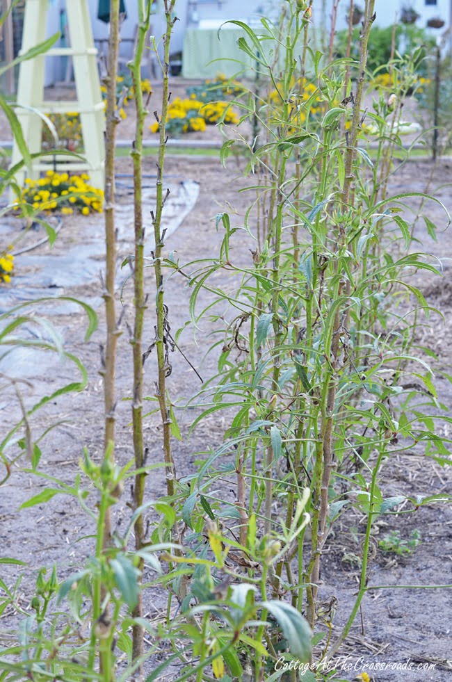 Okra plants | cottage at  the crossroads