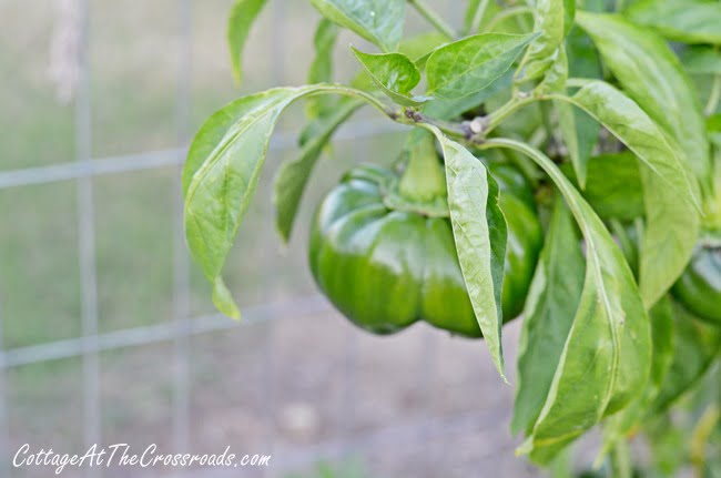 Green bell pepper in the fall vegetable garden | cottage at the crossroads