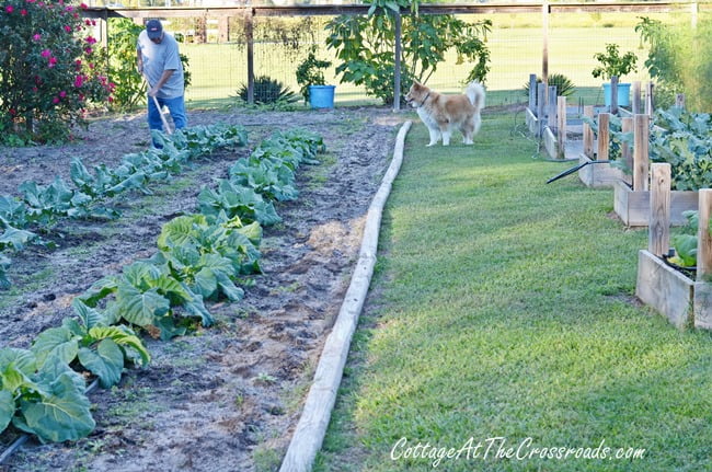 Fall vegetable garden | cottage at the crossroads