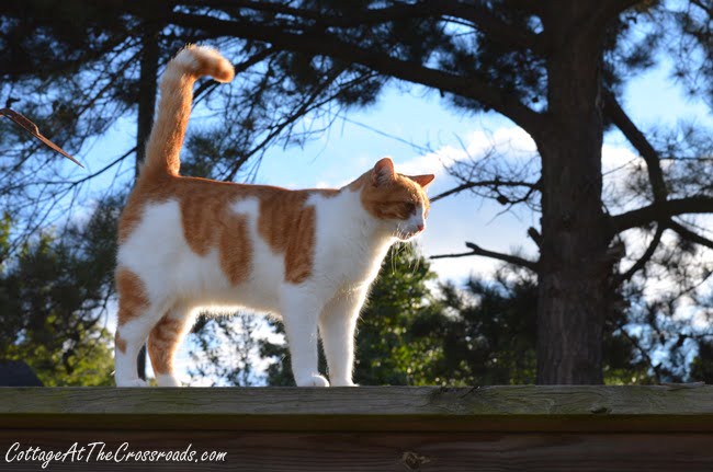 Cat on the garden fence | cottage at the crossroads