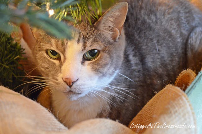 Rascal under the tree | cottage at the crossroads