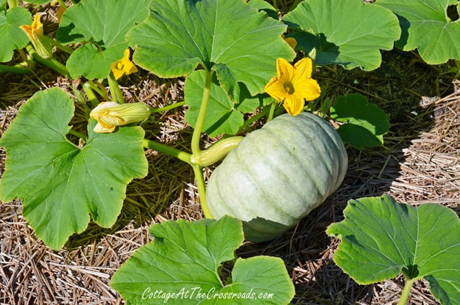 Jarrahdale pumpkin | cottage at the crossroads