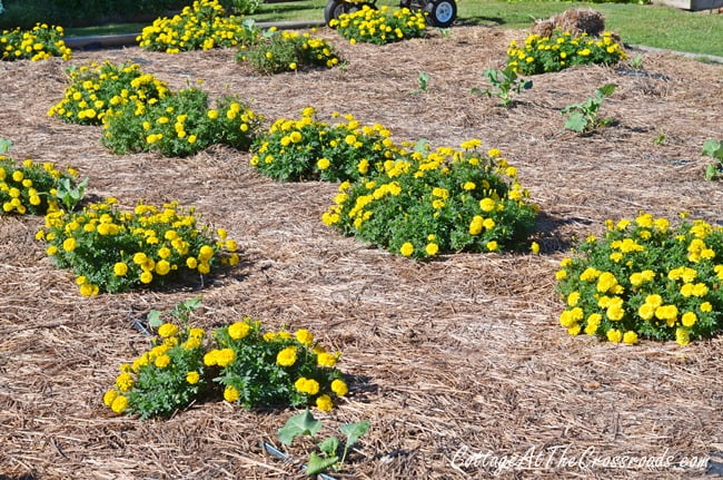 Marigolds in the vegetable garden | cottage at the crossroads