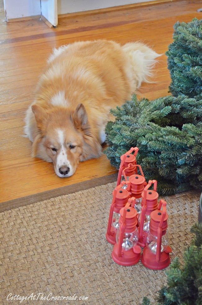 Lucy eyeing the new lanterns | cottage at the crossroads