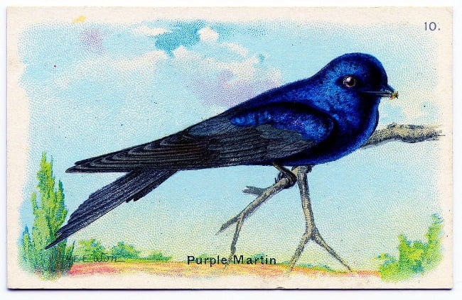 Purple martin | cottage at the crossroads