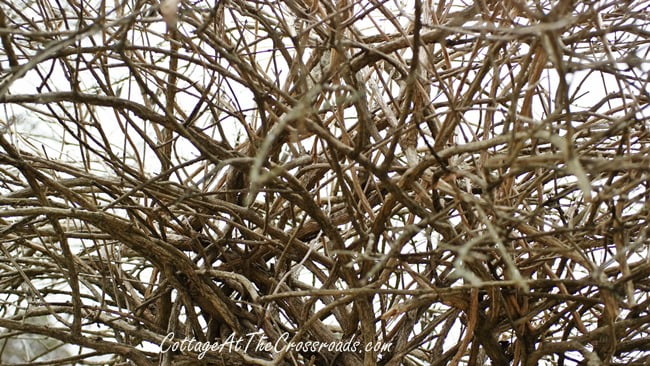 Our garden in the winter | cottage at the crossroads