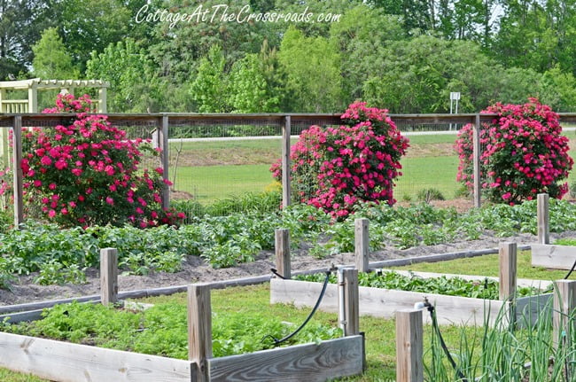 Raised beds | cottage at the crossroads