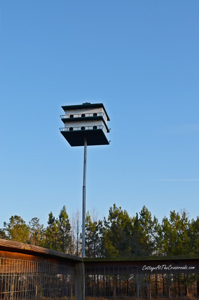 Purple martin house | cottage at the crossroads