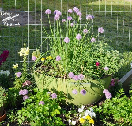 Herb Growing Tips Cottage At The Crossroads