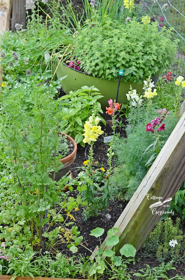 Herb garden: planting ideas and advice on how to grow herbs