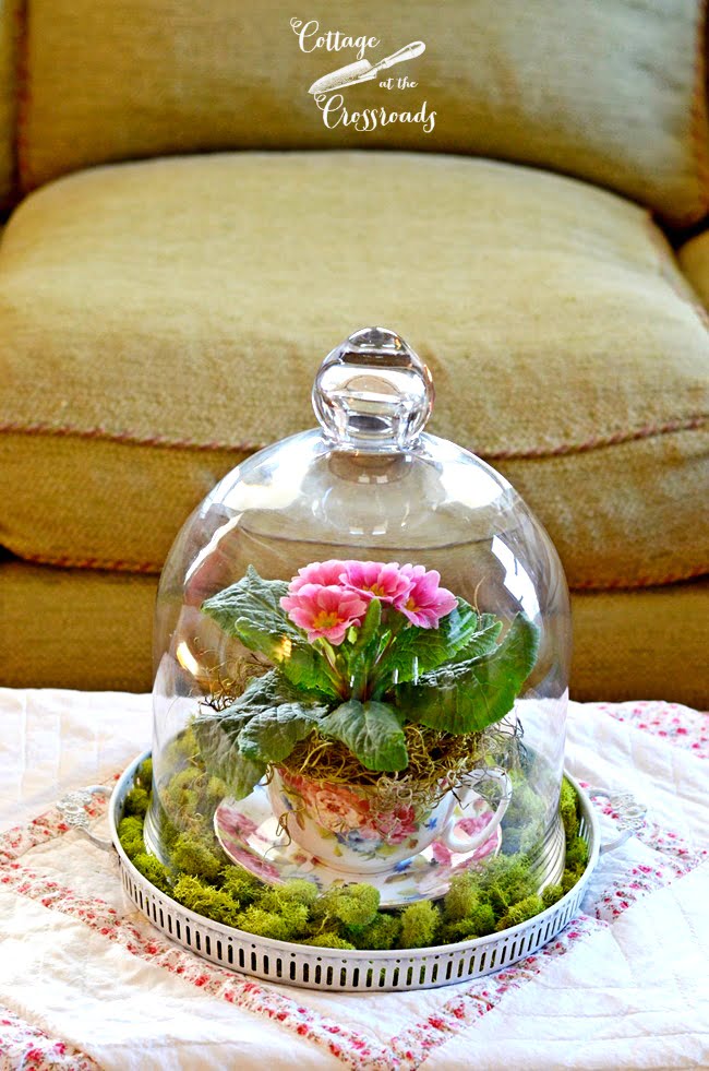 Primroses under a glass cloche | cottage at the crossroads