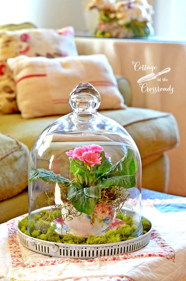 Primroses under a glass cloche | cottage at the crossroads