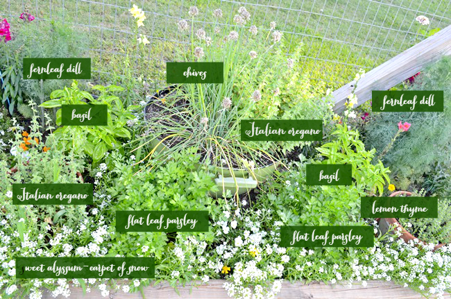 Common culinary herbs | cottage at the crossroads