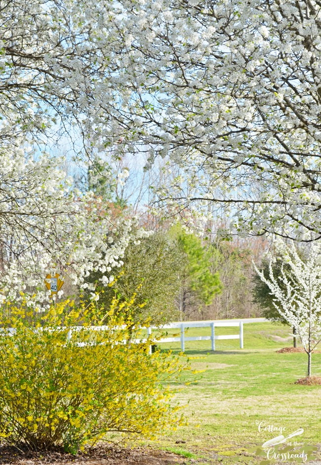 Blooming forsythia | cottage at the crossroads