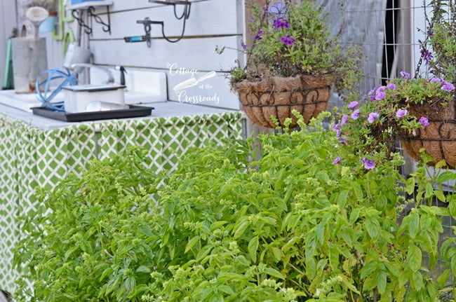 Herb growing tips | cottage at the crossroads