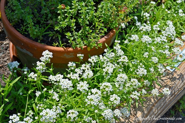 Sweet alyssum | cottage at the crossroads