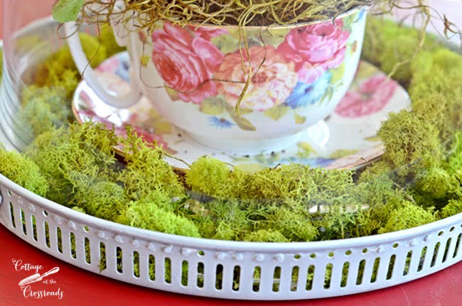 Primroses planted in a tea cup | cottage at the crossroads