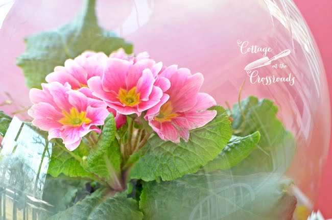 Primroses under a glass cloche | cottage at the crossroads