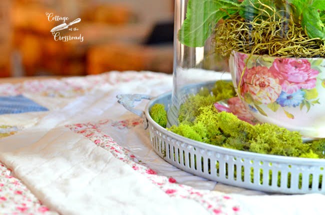 Spring under a glass cloche | cottage at the crossroads