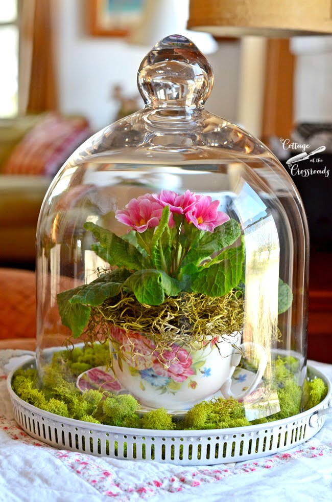 Primroses under a glass cloche | cottage at the crossroads
