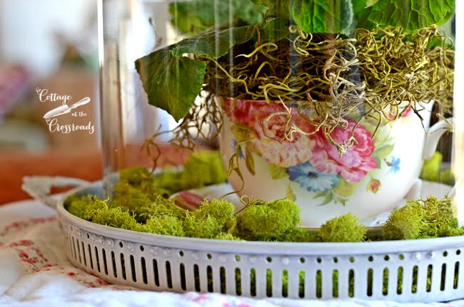 Primroses under a glass cloche | cottage at the crossroads