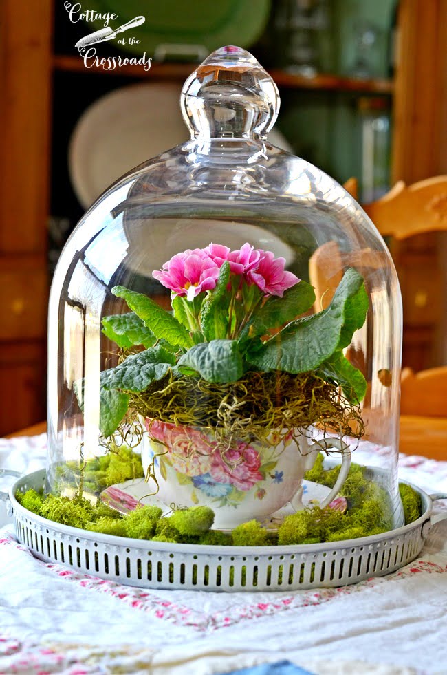 Primroses under a glass cloche | cottage at the crossroads