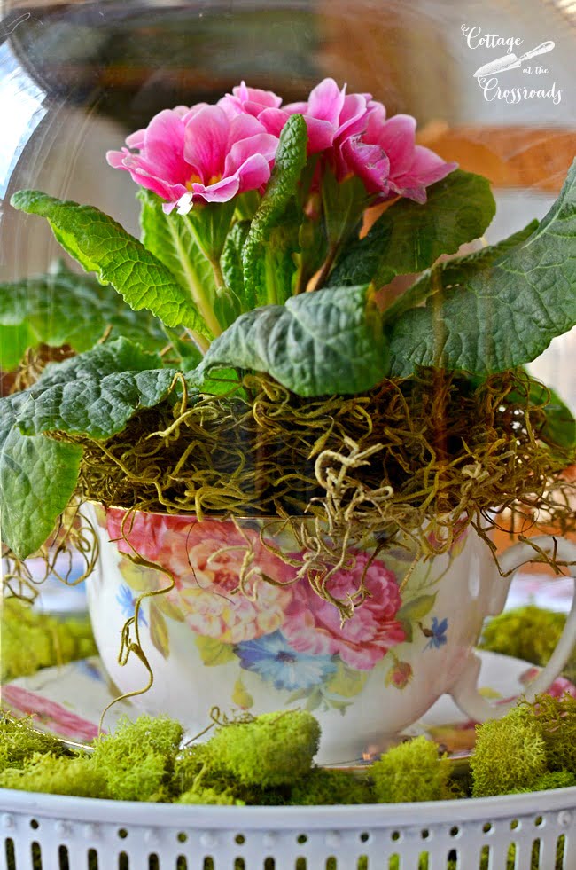 Primroses under a glass cloche | cottage at the crossroads