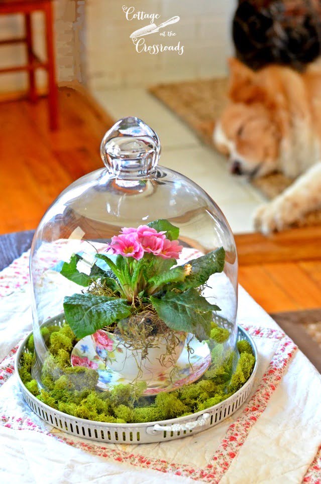 Primroses under a glass cloche | cottage at the crossroads