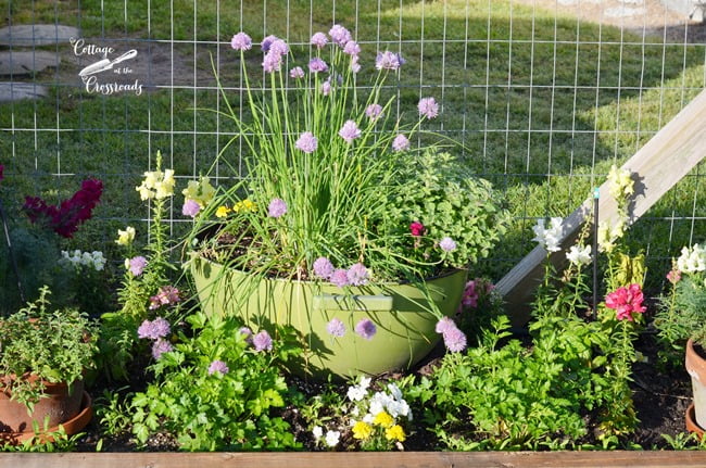 Old bbq grill used as an herb planter | cottage at the crossroads