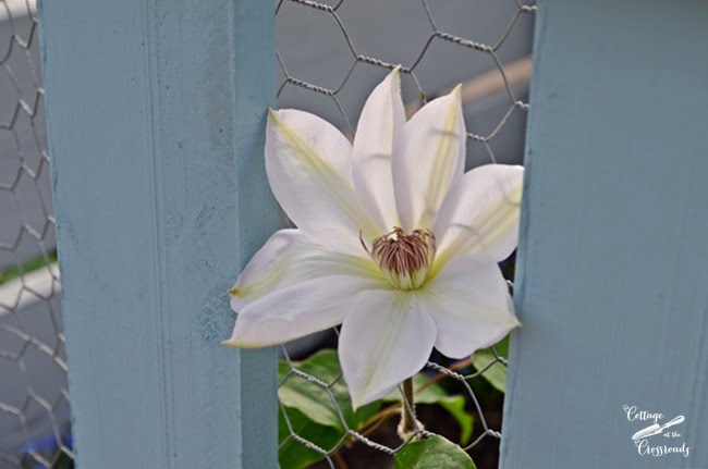 White clematis | cottage at the crossroads