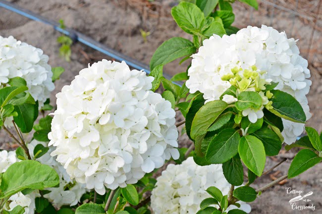 "snowball" bush | cottage at the crossroads