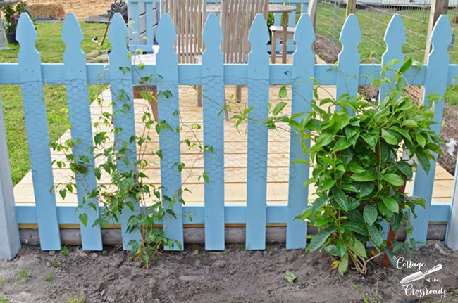 Blue picket fence with clematis and mandevilla | cottage at the crossroads