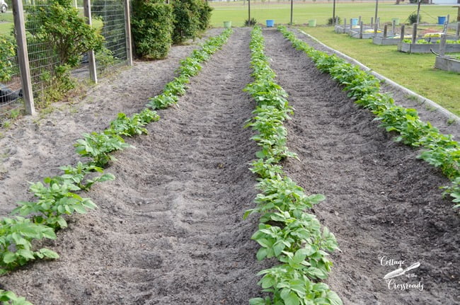 Potatoes growing in the garden | cottage at the crossroads