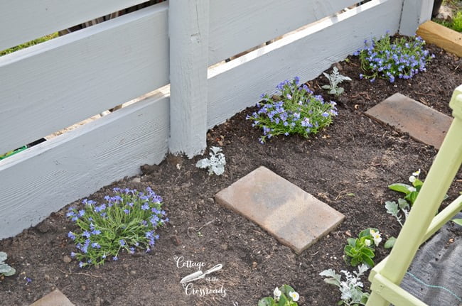 Blue lithodora | cottage at the crossroads