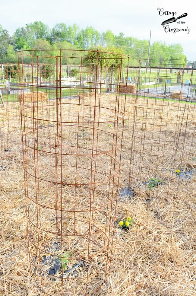 Tomatoes and marigolds | cottage at the crossroads