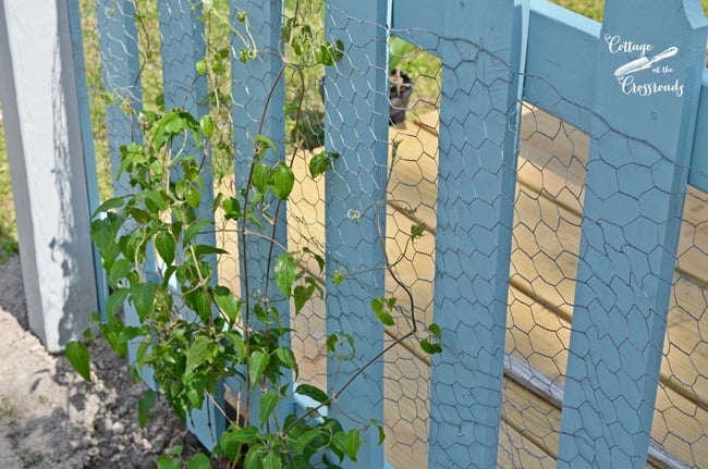 White clematis planted on a blue picket fence | cottage at the crossroads