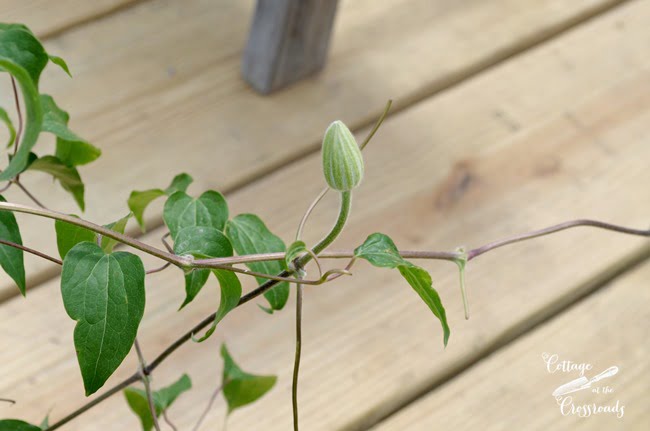 White clematis bud | cottage at the crossroads