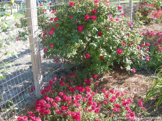 Knockout roses and red verbena | cottage at the crossroads