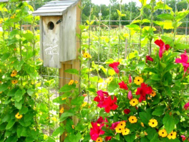 Black eyed susan vine and red mandevilla growing together on the fence | cottage at the crossroads